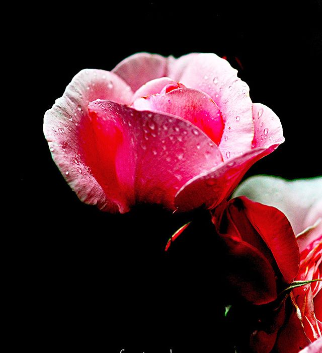 何も感じない。五感すべてを魅了する魔力があるから。・・・#lory_and_colors #pocket_colors #mcsquared_flowers#7flowers_vip#ok_myflowers#flower_special_rose#macro_globe#floral_shots#floral_secrets#9vaga_3flowers9 #simpley_perfection #lory_and_flowers#la_macromini #_international_flowers#blooming_petals #flaming_flora #macroflowers_kingdom #lovely_flowergarden #fever_flowers #total_flowers #natura_friends #splendid_flowers #amazing_flowerz #world_bestflower#instagardenlovers #special_flower_collections #photoworld_star_flower #paradiseofpetals