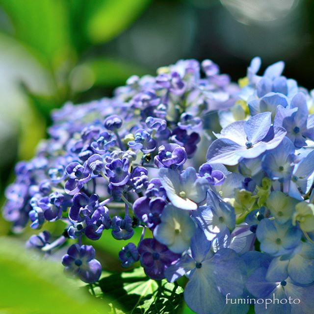 二種類の紫陽花が同時に咲く摩訶不思議な、うちのおたふく紫陽花。毎年、心が踊ります(^^) #wp_japan#inspiring_shot#special_flower_collections#flower_special_#wp_flower#tv_flowers#植物 #植物が好き #植物のある暮らし #nikon #写真好きな人と繋がりたい #写真撮ってる人と繋がりたい #はなまっぷ#IG_JAPAN#ef_bluedays#nature_special_ #instagramjapan #instagram#フォトコミュ#フォトブートキャンプ#ig_garden#garden#花 #花好き #はな#rainbow_petals#あじさい#紫陽花#東京カメラ部#ip_blossoms