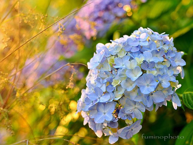 #wp_japan#inspiring_shot#special_flower_collections#flower_special_#wp_flower#tv_flowers#植物 #植物が好き #植物のある暮らし #nikon #写真好きな人と繋がりたい #写真撮ってる人と繋がりたい #はなまっぷ#IG_JAPAN#ef_bluedays#nature_special_ #instagramjapan #instagram#ig_garden#garden#花 #花好き #はな#rainbow_petals#フォトコミュ#フォトブートキャンプ#フォトブートキャンプ31 #フォトブートキャンプ03