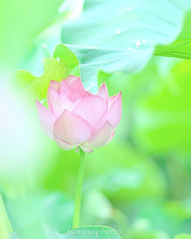 ・初のゆるふわ写真にチャレンジしてみました^^素材がかわいいと助けられますね^^#lory_and_colors#pocket_colors#mcsquared_flowers#7flowers_vip#ok_myflowers#flower_special_rose#macro_globe#floral_shots#floral_secrets#9vaga_3flowers9#simpley_perfection#lory_and_flowers#la_macromini#_international_flowers#blooming_petals#flaming_flora#macroflowers_kingdom#lovely_flowergarden#fever_flowers#total_flowers#natura_friends#splendid_flowers#amazing_flowerz#world_bestflower#instagardenlovers#special_flower_collections#photoworld_star_flower#paradiseofpetals#フォトコミュ #フォトブートキャンプ