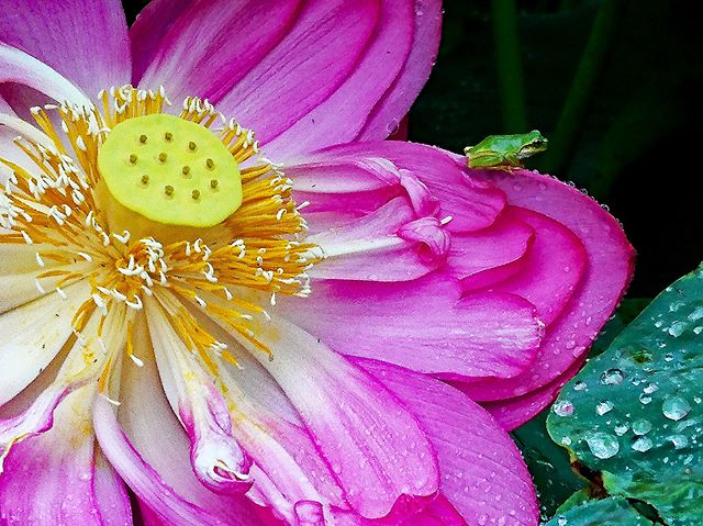 #wp_japan#inspiring_shot#special_flower_collections#flower_special_#wp_flower#tv_flowers#植物 #植物が好き #植物のある暮らし #写真好きな人と繋がりたい #写真撮ってる人と繋がりたい #はなまっぷ#IG_JAPAN#ef_bluedays#nature_special_ #instagramjapan #instagram#ig_garden#garden#花 #花好き #はな#rainbow_petals#東京カメラ部#ip_blossoms#フォトコミュ#ts_niwa