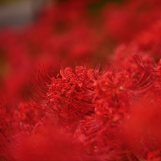 赤。#wp_japan#inspiring_shot#special_flower_collections#flower_special_#wp_flower#tv_flowers#植物 #植物が好き#植物のある暮らし#写真好きな人と繋がりたい#写真撮ってる人と繋がりたい#IG_JAPAN#ef_bluedays#nature_special_#instagramjapan#instagram#ig_garden#garden#花 #花好き #はな#rainbow_petals#東京カメラ部#ip_blossoms#lory_and_colors#pocket_colors#mcsquared_flowers#7flowers_vip#ok_myflowers