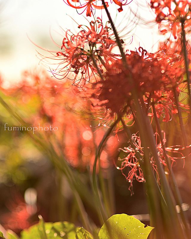 #wp_japan#inspiring_shot#special_flower_collections#flower_special_#wp_flower#tv_flowers#植物 #植物が好き#植物のある暮らし#写真好きな人と繋がりたい#写真撮ってる人と繋がりたい#はなまっぷ#IG_JAPAN#ef_bluedays#nature_special_#instagramjapan#instagram#ig_garden#garden#花 #花好き #はな#rainbow_petals#東京カメラ部#ip_blossoms#lory_and_colors#pocket_colors#mcsquared_flowers#7flowers_vip#ok_myflowers