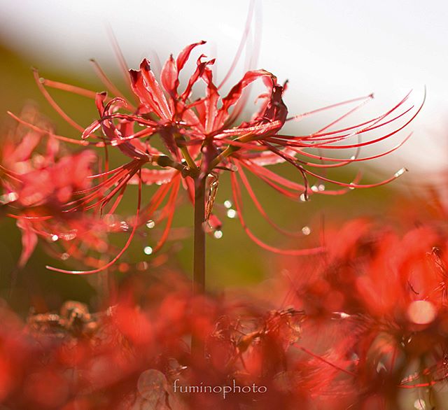 #wp_japan#inspiring_shot#special_flower_collections#flower_special_#wp_flower#tv_flowers#植物 #植物が好き#植物のある暮らし#写真好きな人と繋がりたい#写真撮ってる人と繋がりたい#はなまっぷ#IG_JAPAN#ef_bluedays#nature_special_#instagramjapan#instagram#ig_garden#garden#花 #花好き #はな#rainbow_petals#東京カメラ部#ip_blossoms#lory_and_colors#pocket_colors#paradiseofpetals