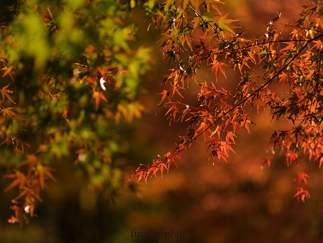 #team_jp_#東京カメラ部#lovers_nippon#写真好きな人と繋がりたい#写真撮ってる人と繋がりたい#植物が好き#私の花の写真館#loves_nippon#ig_japan#キタムラ写真投稿#ptk_japan#japan_daytime_view#phos_japan#wp_japan#excellent_nature#fabulous_shots#explore_dof_#photo_shorttrip#tokyocameraclub#daily_photo_jpn#photo_jpn#nature_special_#jaran_asobi#jp_gallery#フォトコミュ#tv_flowers#loves_garden