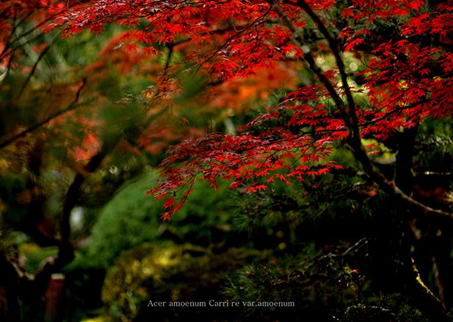 #wp_japan#inspiring_shot#special_flower_collections#flower_special_#wp_flower#tv_flowers#植物 #植物が好き#植物のある暮らし#写真好きな人と繋がりたい#写真撮ってる人と繋がりたい#IG_JAPAN#ef_bluedays#nature_special_#instagramjapan#instagram#ig_garden#garden#花#rainbow_petals#東京カメラ部#ip_blossoms#キタムラ写真投稿#フォトコミュ