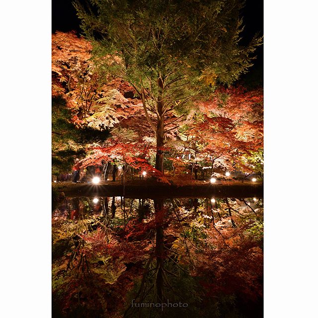 D850すごいカメラ^^感動しました！#リフレクション#もみじ#team_jp_秋色2017 #instagram#autumn#retrip_nippon #はなまっぷ紅葉2017#phos_japan#instagramjapan#amazing_longexpo#s_shot#longexposure_shots#longexposure_japan#bestjapanpics#awesome_photographers#nightphotography#retrip_news#IGersJP#awesome_earth#東京カメラ部#lovers_nippon#写真好きな人と繋がりたい#写真撮ってる人と繋がりたい#植物が好#IG_JAPAN#instagramjapan#キタムラ写真投稿#フォトコミュ