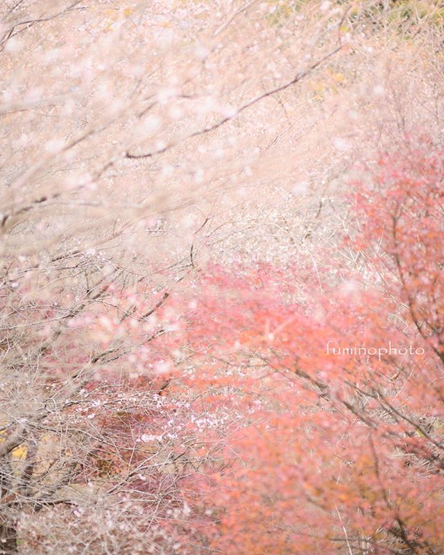 #igersjp #japanawaits #instagramjapan #dairy_photo_jpn #ig_japan #Lovers_Nippon #icu_japan #japan_of_insta #team_jp_ #bestjapanpics #visitjapanjp #東京カメラ部 #tokyocameraclub #wu_japan #photo_shorttrip #pics_jp #art_of_japan #phos_japan #kf_gallery_vip #wp_japan #photo_jpn #love_united_japan #bestphoto_japan #ritrip_nippon #whim_life #photo_travelers #japan_daytime_view #写真好きな人と繋がりたい #写真撮ってる人と繋がりたい #ファインダー越しの私の世界
