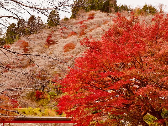 #igersjp #japanawaits #instagramjapan #dairy_photo_jpn #ig_japan #Lovers_Nippon #icu_japan #japan_of_insta #team_jp_ #bestjapanpics #visitjapanjp #東京カメラ部 #tokyocameraclub #wu_japan #photo_shorttrip #pics_jp #art_of_japan #phos_japan #kf_gallery_vip #wp_japan #photo_jpn #love_united_japan #bestphoto_japan #ritrip_nippon #whim_life #photo_travelers #japan_daytime_view #写真好きな人と繋がりたい #写真撮ってる人と繋がりたい #ファインダー越しの私の世界