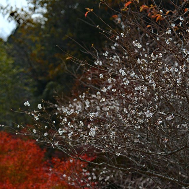#instagramjapan#amazing_longexpo#s_shot#longexposure_shots#longexposure_japan#bestjapanpics#awesome_photographers#nightphotography#retrip_news#IGersJP#awesome_earth#東京カメラ部#lovers_nippon#写真好きな人と繋がりたい#写真撮ってる人と繋がりたい#植物が好#IG_JAPAN#instagramjapan#キタムラ写真投稿#フォトコミュ#Pashadelic#dairy_photo_jpn #ig_japan #Lovers_Nippon #icu_japan #japan_of_insta #team_jp_ #bestjapanpics #visitjapanjp #東京カメラ部 #tokyocameraclub#pc投稿テスト