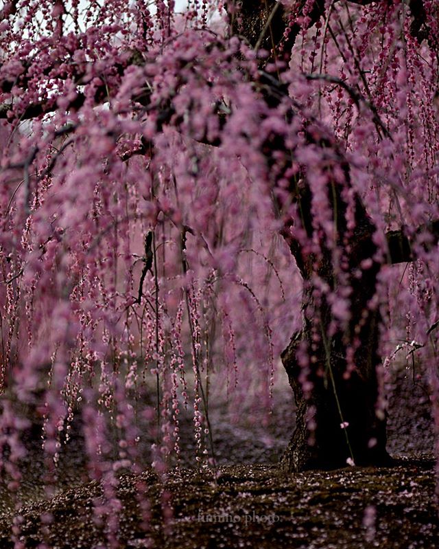 #フォトコミュ#キタムラ写真投稿#instagramjapan #IGersjp #photography#wp_flower #Japan_daytime_view #垂れ梅 #鈴鹿市 #japan #銀座サテライトフォトコン梅#梅#はなまっぷ#三重#s_shot#tokyocameraclub#unknownjapan#visitjapanjp#vj_view_2018#instagram#土曜日の小旅行#lovers_nippon#team_jp_ #igersjp#light_nikon#phototraveler#写真撮ってる人と繋がりたい#植物が好き#team_jp_flower#東京カメラ部