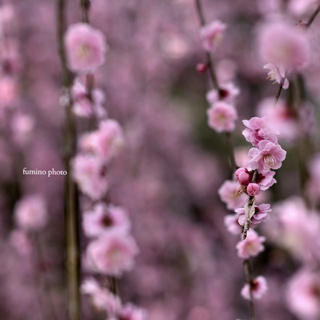 #フォトコミュ#キタムラ写真投稿#instagramjapan #IGersjp #photography#wp_flower #Japan_daytime_view #垂れ梅 #鈴鹿市 #japan #銀座サテライトフォトコン梅#梅#はなまっぷ#三重#s_shot#tokyocameraclub#unknownjapan#visitjapanjp#vj_view_2018#instagram#土曜日の小旅行#lovers_nippon#team_jp_ #igersjp#light_nikon#phototraveler#写真撮ってる人と繋がりたい#植物が好き#team_jp_flower#東京カメラ部