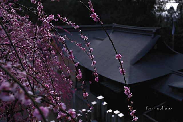 少しタイミングを逃しましたが大縣神社梅まつり。この梅が大きく成長したらすばらしい景色になるのでしょうね。素敵な香りに包まれていました^^ 来年もまたいこう！#植物が好き#私の花の写真館#銀座サテライトフォトコン梅#梅#はなまっぷ#s_shot#tokyocameraclub#unknownjapan#visitjapanjp#vj_view_2018#instagram#土曜日の小旅行#lovers_nippon#team_jp_ #igersjp#light_nikon#phototraveler#写真撮ってる人と繋がりたい#植物が好き#team_jp_flower#東京カメラ#フォトコミュ#キタムラ写真投稿#instagramjapan #IGersjp #photography#wp_flower #Japan_daytime_view #垂れ梅