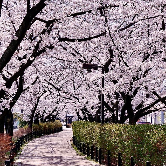 桜は春日井市の市章にもなっています。街のあちらこちらに桜並木があって　見どころが満載です。どこまでも続くさくらロード。10年以上住んでいて初めて撮影できました^^ いつもは　綺麗やなぁ　で　通り過ぎていた。改めて撮影すると水道道（尾張広域緑道）美しく綺麗ですね。柏井町から八田町まで美しい桜色のベールが続きます。#フォトコミュ#art_of_japan_#phos_japan#wp_japan#photo_jpn#visitjapanjp#bestphoto_japan#whim_life #photo_travelers#japan_daytime_view#ig_global_life#japan_art_photography#igbsfeatures #worldbestshot#japan_photo_now#igphotoworld#thebest_capture#igglobalclub#worldbestglam#colors_of_day#igs_world#igs_asia#love_united_asia#igworldglobal#Rox_Captures#IG_JAPAN_BW#team_jp_春色2018#wp_桜2018 #はなまっぷ桜2018