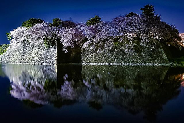 桜の花がヒラヒラと散りはじめてきました。今年は長く長く楽しませてくれてありがとう。 花粉の大量攻撃にやられています。ずっと天気が良くて 花粉も強力 #名古屋城 #写真好きな人と繋がりたい #写真撮ってる人と繋がりたい#はなまっぷ桜2018 #フォトコミュ #キタムラ写真投稿 #東京カメラ部 #tokyocameraclub #リフレクション