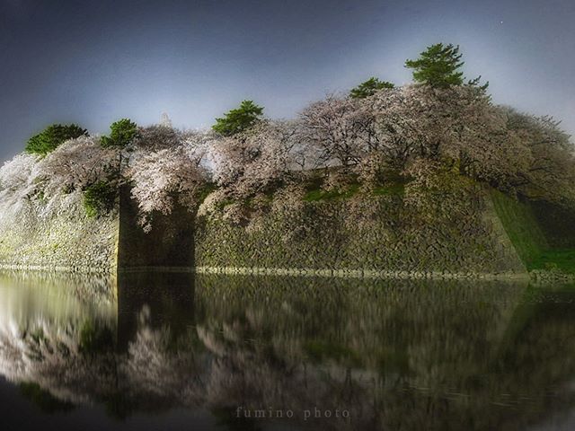 桜シリーズ　ファイナル！にしないとフジ　モッコウバラ　ネモフィラの開花スピードが速すぎる・・・。間に合わないかも！#フォトコミュ#キタムラ写真投稿#tokyocameraclub #igers #igersjp #ig_japan  #ig_asia #ig_worldclub #bestjapanpics #jp_gallery #photo_shorttrip #instagram #instagramjapan #instagramers #icu_japan #bns_japan #wu_japan #wonderful_places #yourshot #500px #color_of_day #桜 #sakura #花筏 #spring #春