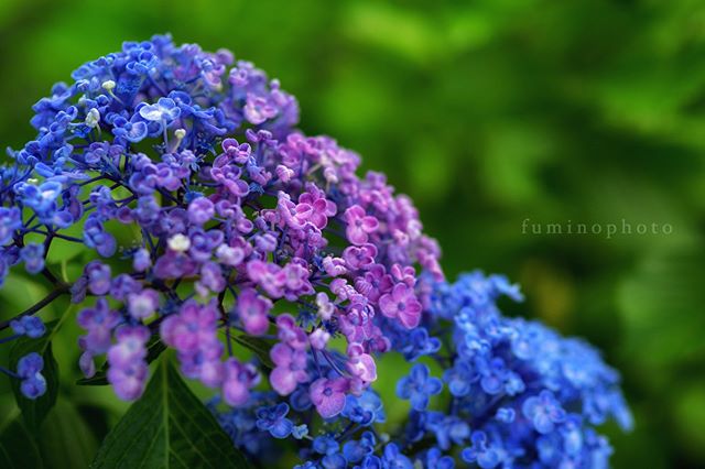 庭の紫陽花今年も綺麗に咲いてくれました。雨が降ると頭を下げておじぎする。・・・かわいいですね♪#la_macromini#_international_flowers#blooming_petals#flaming_flora#macroflowers_kingdom#lovely_flowergarden#fever_flowers#total_flowers#natura_friends#splendid_flowers#amazing_flowerz#world_bestflower#instagardenlovers#special_flower_collections#photoworld_star_flower#paradiseofpetals#植物 #植物が好き#植物のある暮らし#写真好きな人と繋がりたい#写真撮ってる人と繋がりたい#IG_JAPAN#ef_bluedays#nature_special_#instagramjapan#ig_garden#garden#花 #花好き#rainbow_petals