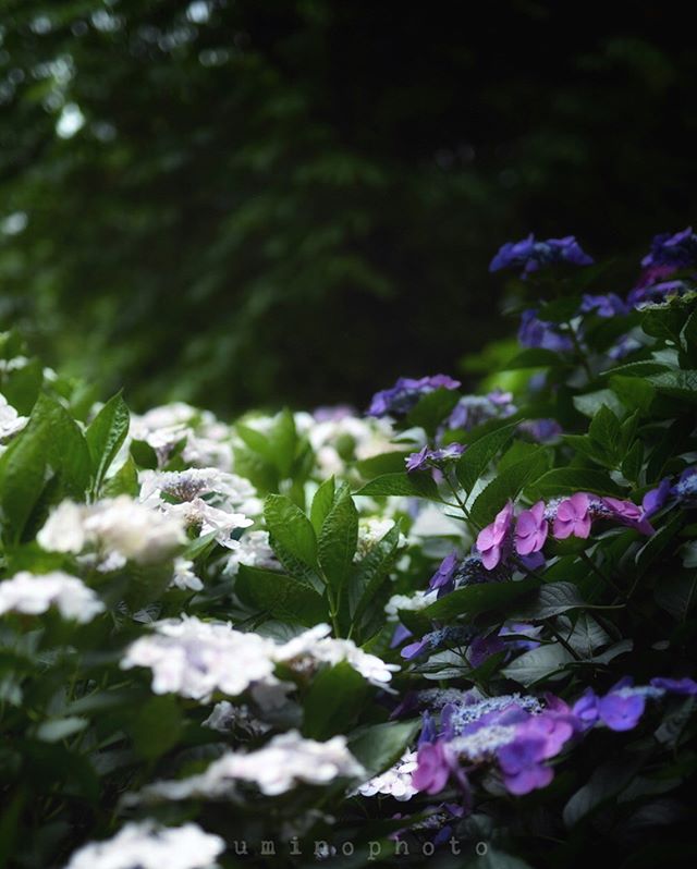 雨が続いていますね。たまの雨はいいけど、連日の雨は職業柄 つらい。そろそろ花火の季節。今年こそちゃんと撮りたい。まずは近所の花火大会雨が降りませんように。#フォトコミュ#_international_flowers#blooming_petals#ts_niwa#macroflowers_kingdom#lovely_flowergarden#fever_flowers#total_flowers#natura_friends#splendid_flowers#amazing_flowerz#world_bestflower#instagardenlovers#special_flower_collections#photoworld_star_flower#あじさい#植物 #植物が好き#植物のある暮らし#写真好きな人と繋がりたい#写真撮ってる人と繋がりたい#IG_JAPAN#ef_bluedays#nature_special_#instagramjapan#ig_garden#garden#花 #花好き#rainbow_petals