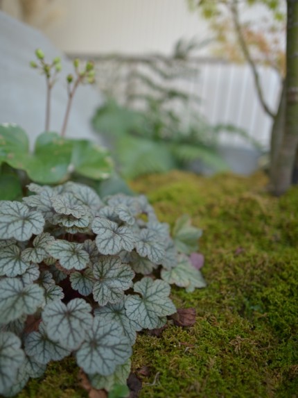 苔蒸す坪庭