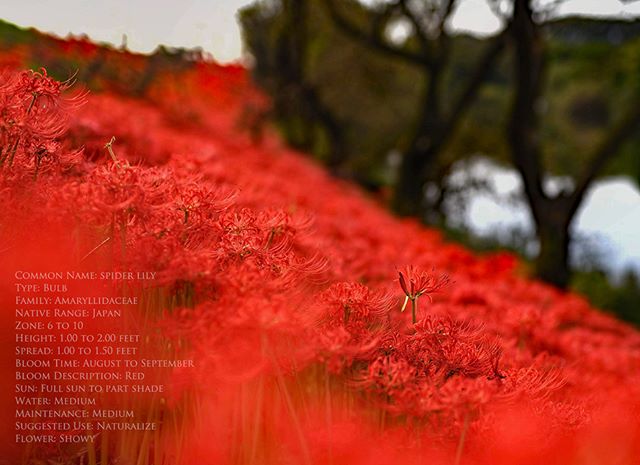 #津屋川 #team_jp_flower#東京カメラ部#lovers_nippon#写真好きな人と繋がりたい#写真撮ってる人と繋がりたい#植物が好き#loves_nippon#ig_japan#キタムラ写真投稿#japan_daytime_view#phos_japan#wp_japan#excellent_nature#fabulous_shots#explore_dof_#photo_shorttrip#tokyocameraclub#daily_photo_jpn#photo_jpn#nature_special_#jaran_asobi#jp_gallery#フォトコミュ#tv_flowers#loves_garden#wp_japan#inspiring_shot#IG_JAPAN#instagramjapan#ts_niwa