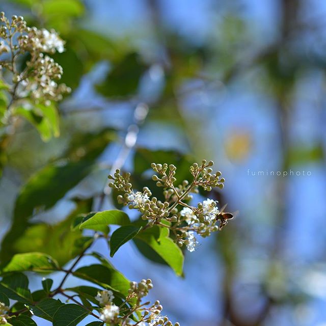 連写機能最大限に使っております（笑）シマサルスベリの花が咲いてくれてホッとしています。ハチくんも激しく食事をしていました。 ..#wp_japan#inspiring_shot#special_flower_collections#flower_special_#wp_flower#tv_flowers#植物 #植物が好き#植物のある暮らし#写真好きな人と繋がりたい#写真撮ってる人と繋がりたい#はなまっぷ#IG_JAPAN#ef_bluedays#nature_special_#instagramjapan#ig_garden#garden#花 #花好き #はな#rainbow_petals#東京カメラ部#ip_blossoms #ティーズガーデンスクエア #ts_niwa