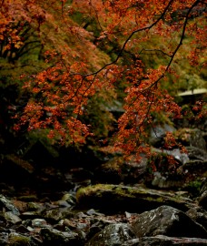 もみじ紅葉