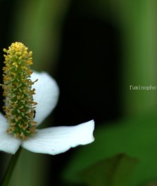 どくだみの花