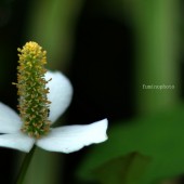 どくだみの花