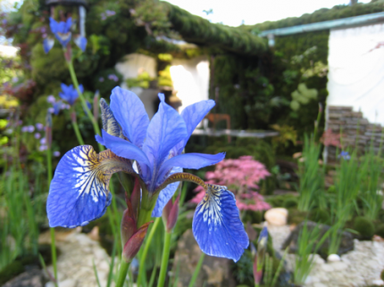 世界一の庭を目指して咲く花