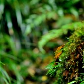 苔の庭